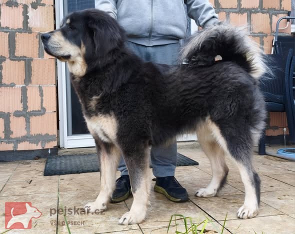 Tibetská doga štěňata s pp – fci 2026/27