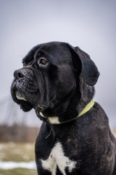 Darujeme nalezeného křížence bandoga