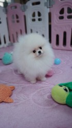 Inzerce psů Německý špic trpasličí (Pomeranian) s PP