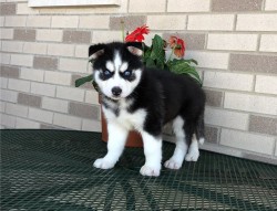 Inzerce psů Archie, husky kluk