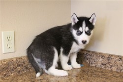 Inzerce psů Sibirský husky - štěňata s PP - černobílý fena hledá domov