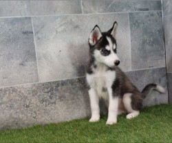 Inzerce psů Sibiřský husky – krásná štěňátka hledají milující domov