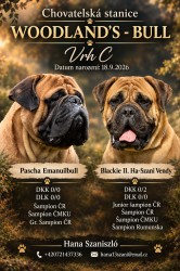 Inzerce psů bullmastif, bullmastiff, bulmastif