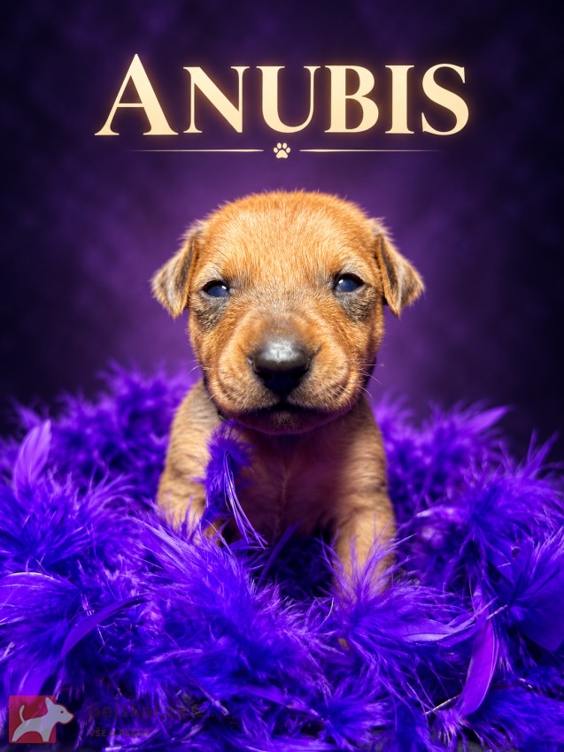 Německý pinč