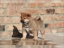 Inzerce psů Shiba Inu štěňata s PP