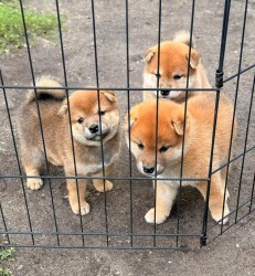 Inzerce psů Shiba Inu štěňata k odběru