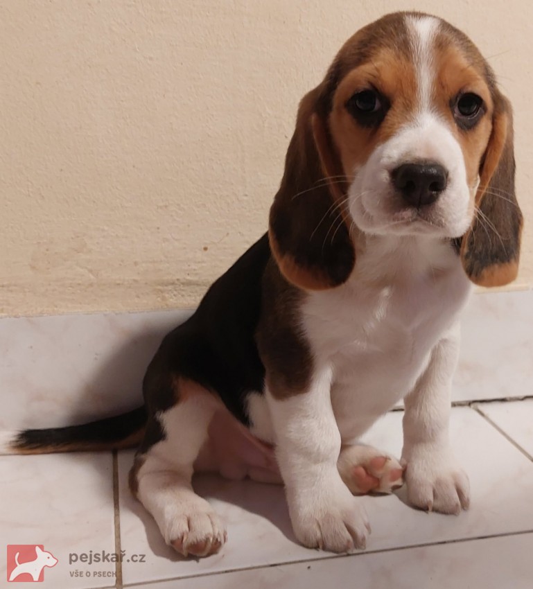 Bígl (též beagle) štěňata s PP
