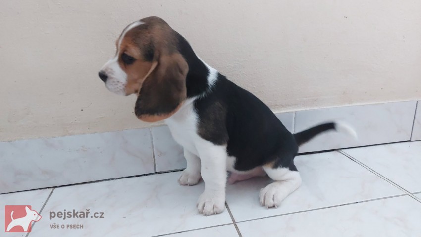 Bígl (též beagle) štěňata s PP