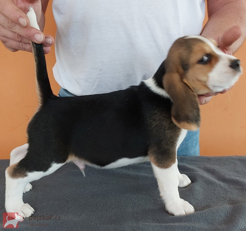 Bígl (též beagle) štěňata s PP