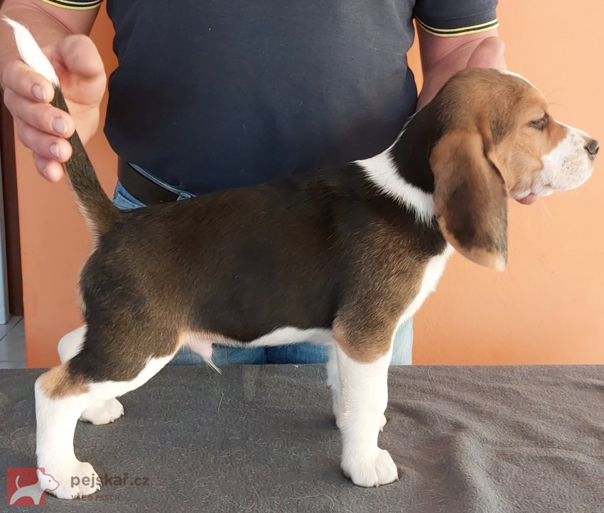 Bígl (též beagle) štěňata s PP