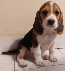 Inzerce psů Bígl (též beagle) štěňata s PP