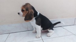Bígl (též beagle) štěňata s PP