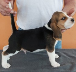 Bígl (též beagle) štěňata s PP