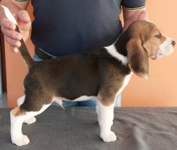 Bígl (též beagle) štěňata s PP