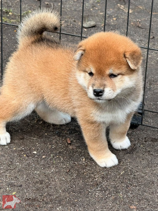 Prodám shiba inu s PP