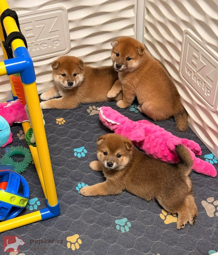 Prodám shiba inu s PP