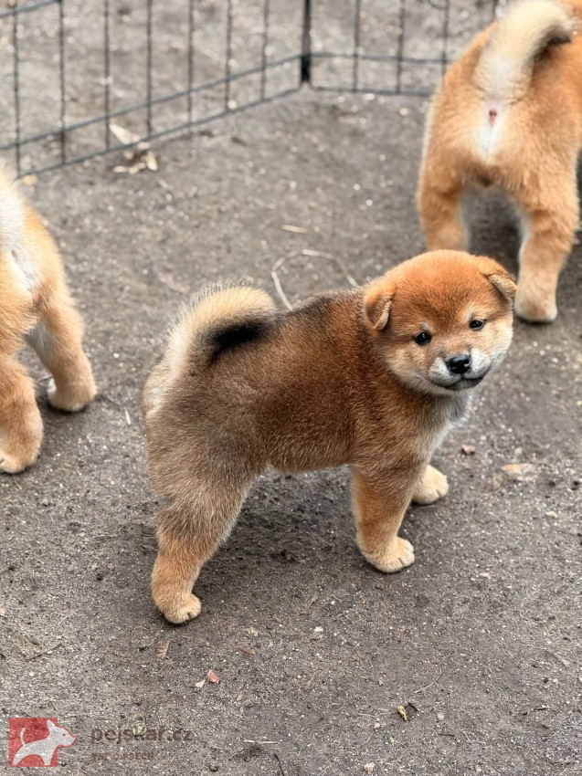 Prodám shiba inu s PP