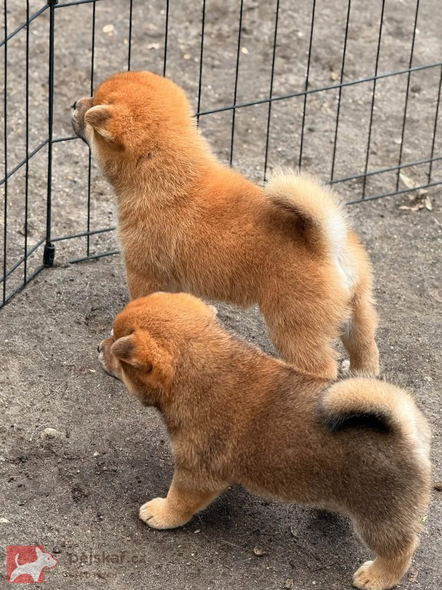 Prodám shiba inu s PP