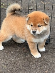 Inzerce psů Prodám shiba inu s PP