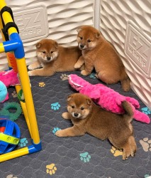 Prodám shiba inu s PP