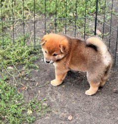 Prodám shiba inu s PP
