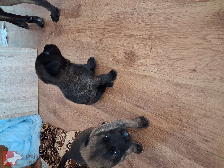 Prodám štěňátka belgického ovčáka